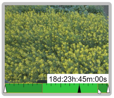 Figure 13: Timeline measurement tool, measuring from thestart to end of the flowering cycle (marked withannotations) in Canola.