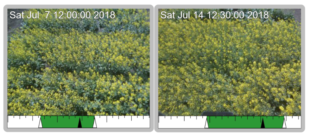 Figure 3: Endpoint adjustment: time-lapse videos of twoCanola varieties, with endpoints adjusted to show flowering.